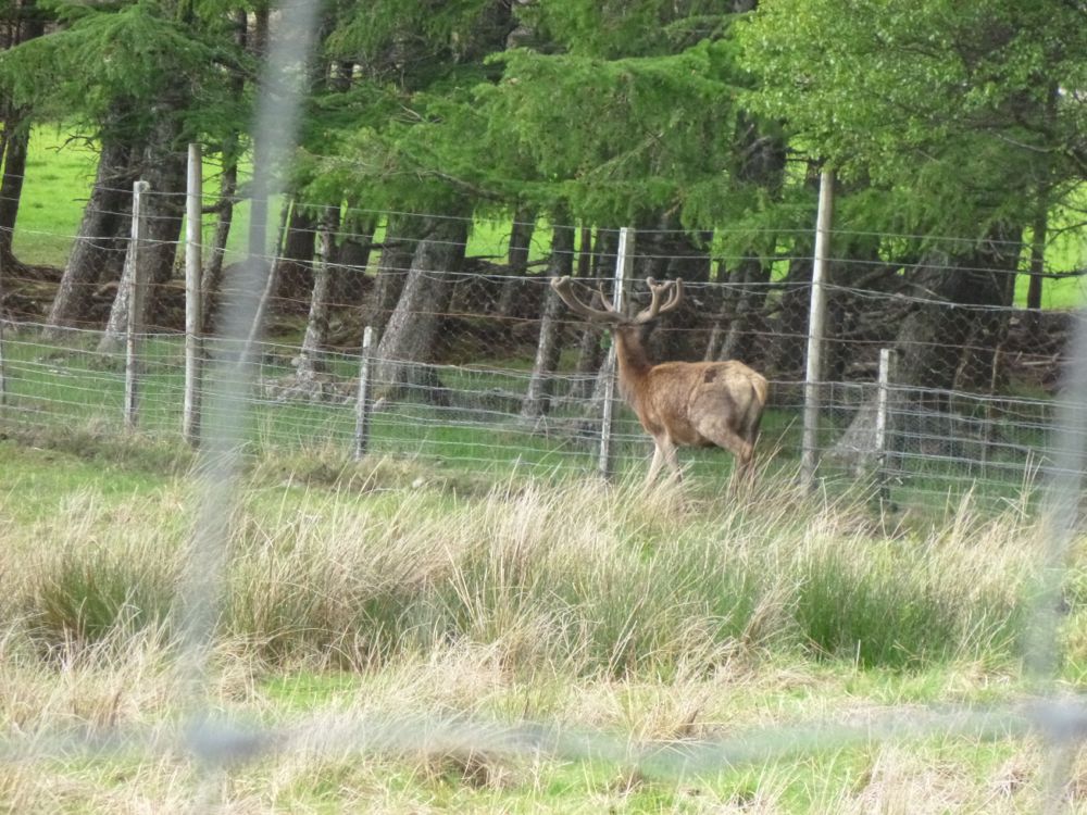 en route pour fort Augustus