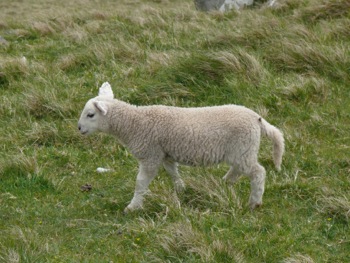 Neist Point