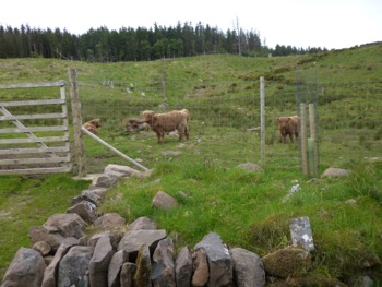Applecross : Highland Cattle