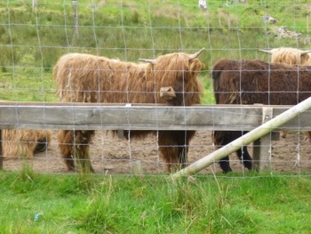 Applecross : Highland Cattle