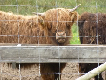 Applecross : Highland Cattle