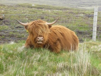 sur la route de Kyle of Durness
