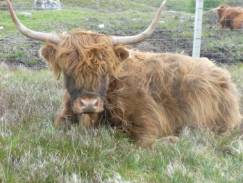 sur la route de Kyle of Durness