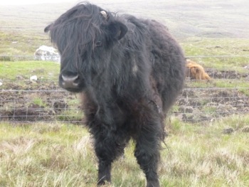 sur la route de Kyle of Durness