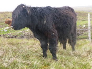 sur la route de Kyle of Durness