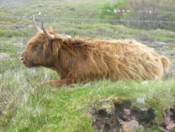 sur la route de Kyle of Durness