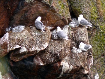 Bullers of Buchan