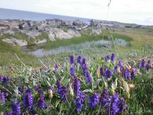 Route de la mer Arctique en direction de Berlevag - 07